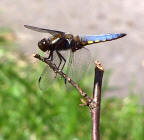 broad bodied chaser dragonfly